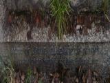 image of grave number 775245